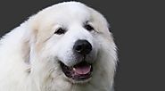 Great Pyrenees Dog Breed Information