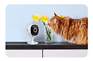 Comparison Of The Benefits Of Using Indoor Pet Cameras Vs. Outdoor Pet Cameras