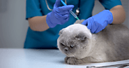 Cat Vaccinations 101: A Perfect Guide For Cat Parents