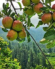 Apple In Himachal