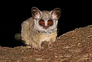 Interesting Facts About Galago - Fact Bud