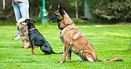 Dog training for beginners. Dogs are loyal and loving companions… | by Bauer Willi | Apr, 2023 | Medium