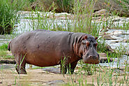 Hippo