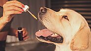 CBD for Pets: Understanding Its Uses, Benefits, and Safety Considerations