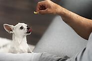 Boost Long-term Wellness of Your Pet with CBD Soft Chews