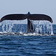 Enjoy Whale Watching in Mirissa