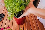 Seven best gardening tips for beginners to have a perfect garden