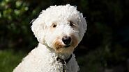 Here’s a Perfect Guide On How To Beat The Heat For Your Labradoodle | by Hidden Springs Labradoodles | Apr, 2023 | Me...