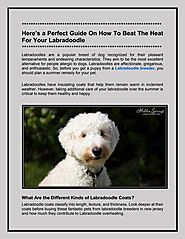 Here’s a Perfect Guide On How To Beat The Heat For Your Labradoodle by Hidden Springs Labradoodles - Issuu