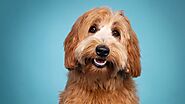iframely: 10 unbelievable facts about Labradoodle puppies you should know