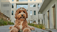 10 Unbelievable Facts About Labradoodle Puppies You Should Know: hiddenspringsla — LiveJournal