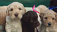 10 Amazing Facts About Labradoodle Puppies You Can't-Miss: hiddenspringsla — LiveJournal
