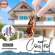 Pest Control Services in Meerut