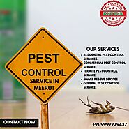 Pest Control Service in Meerut