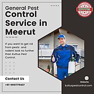 General Pest Control Service in Meerut