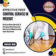 Effective Pest Control Service in Meerut