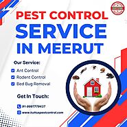 Pest Control Service in Meerut