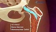 All About Bone Marrow Mononuclear Cells! - Kosheeka