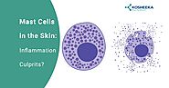 Mast Cell in the Skin: Inflammation Culprit?