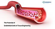 The Potential of Endothelial Cells in Tissue Engineering | Kosheeka