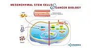 Mesenchymal Stem Cells & Cancer Biology