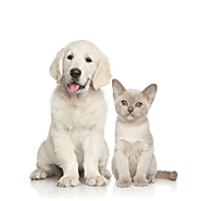 Perfectail Best Pet Care Services in India