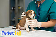 Perfectail Best Pet Care Services in India