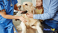 How to Relax a Nervous Dog Before Grooming - Perfectail