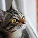 Cat Looking Out Window, Bird Form Unbelievably Intense Fifth-Of-A-Second Bond