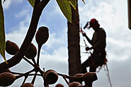 Best Tree Removal service in Rosebery