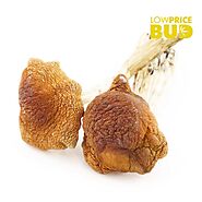 What Are the Potential Benefits of Using Magic Mushrooms Golden Teachers?