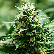 Buy the Best Hybrid Strains Online in Canada | Top-Quality Cannabis Blends