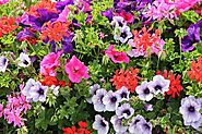 10 Colorful Flowers To Brighten Up A Balcony garden - High Rise Horticulture