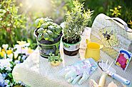 10 Easy To Grow Herbs For Your Balcony - High Rise Horticulture
