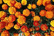6 Reasons You Should Grow Marigold Flowers - High Rise Horticulture