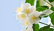 15 Fragrant Flowers: Create An Aromatic Balcony Garden - High Rise Horticulture