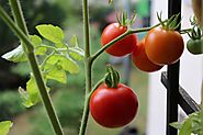 10 Easy To Grow Vegetables On A Balcony - High Rise Horticulture