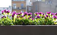 10 Apartment Balcony Gardening Mistakes To Avoid - High Rise Horticulture