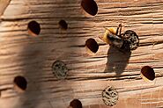 Should You Put A Solitary Bee House On Your Balcony? - High Rise Horticulture