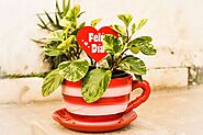 Balcony Garden Gift Ideas: 15 Gardening Gifts To Give - High Rise Horticulture