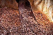 What is Fermentation in Chocolate & How does it Happen?