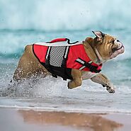 Top 13 Dog Life Jackets for Safe and Fun Water Adventures 2023 | Ultimate Guide - PawsRating
