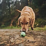 Top 9 Eco-Friendly Dog Toys for a Greener Playtime 2023 | Sustainable Pet Products - PawsRating