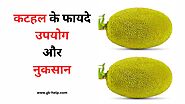 कटहल के फायदे, उपयोग और नुकसान | Benefits of Jackfruit in Hindi - GK Help