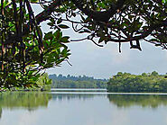 Madu Ganga River Safari