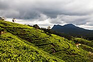 Nuwara Eliya 