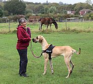 Dog Training Tailored to you and your Dog