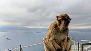 Gibraltar's Enigmatic Barbary Macaques: A Primate Legacy in the Heart of Europe