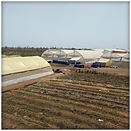 Greenhouse Manufacturers and Suppliers in India