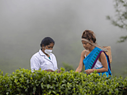 Tea Plucking